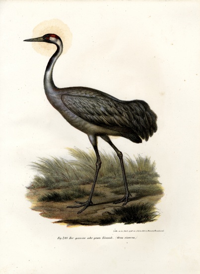 Eurasian Crane from German School, (19th century)