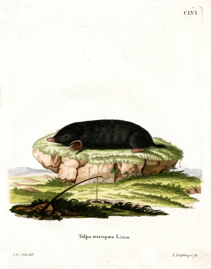 European Mole from German School, (19th century)