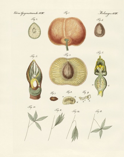 Evolution and reproduction of plants and sleep of the leaves from German School, (19th century)