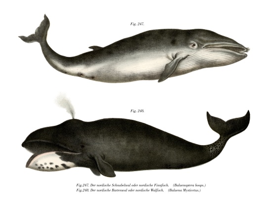 Fin Whale from German School, (19th century)