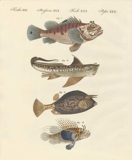 Fish with a strange form from German School, (19th century)