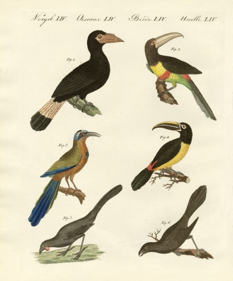 Foreign birds from German School, (19th century)