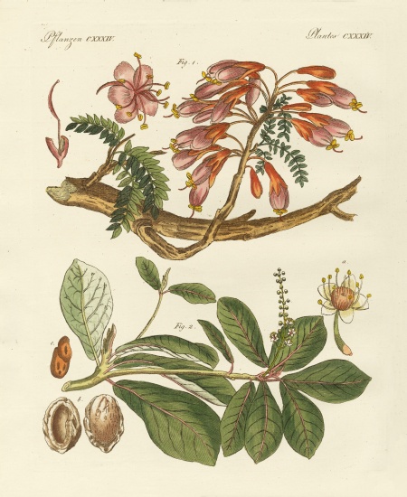 Foreign plants from German School, (19th century)