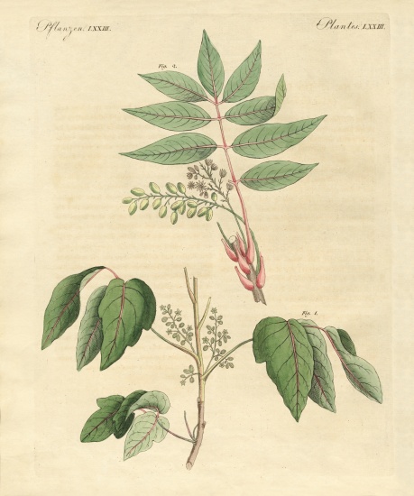 Foreign poisonous plants from German School, (19th century)