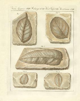 Fossilized leaves from primitive times