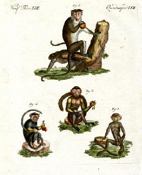 Four kinds of monkey