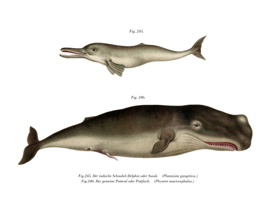 Ganges River Dolphin from German School, (19th century)