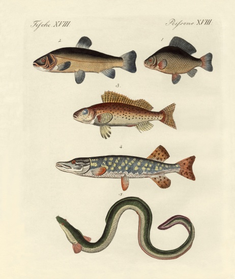 German sea fish from German School, (19th century)