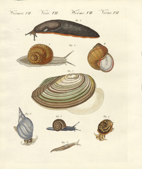 German snails from German School, (19th century)