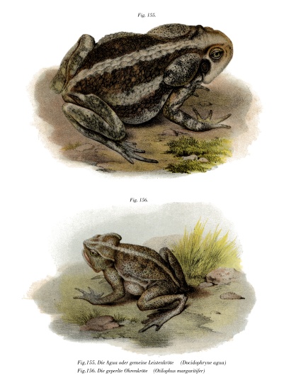 Giant Toad from German School, (19th century)