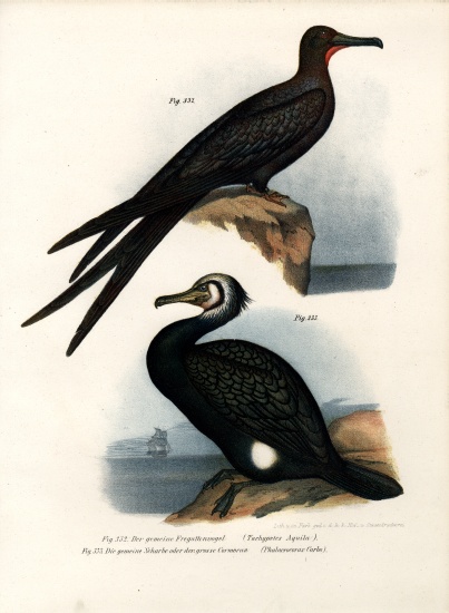 Great Frigate Bird from German School, (19th century)