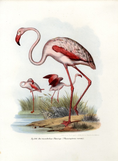 Greater Flamingo from German School, (19th century)