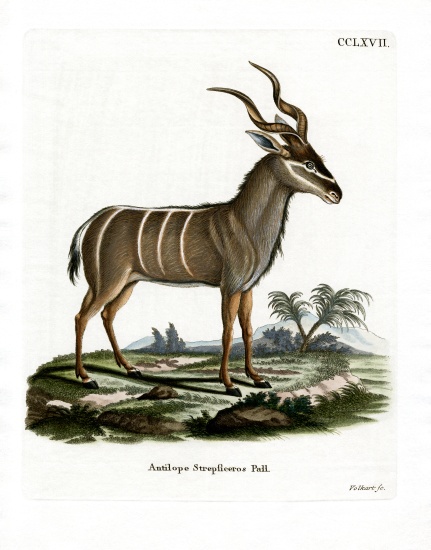 Greater Kudu from German School, (19th century)
