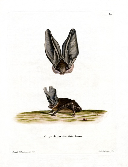 Grey Long-eared Bat from German School, (19th century)