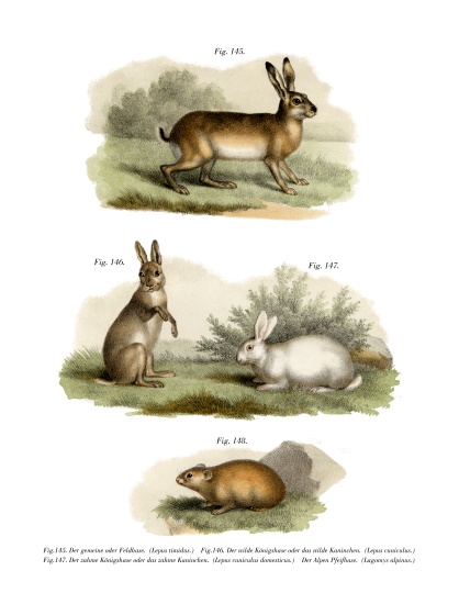Hare from German School, (19th century)
