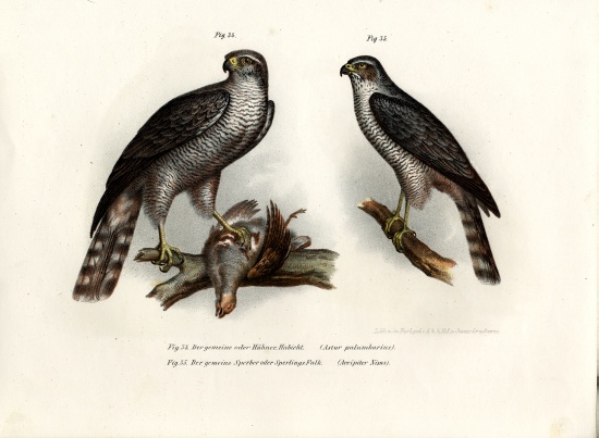 Hawk from German School, (19th century)