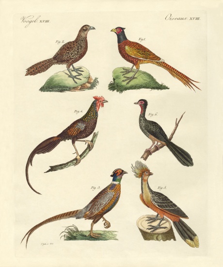 Hen-like birds from German School, (19th century)