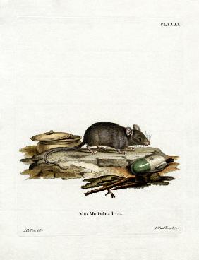 House Mouse