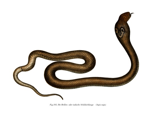 Indian Cobra from German School, (19th century)