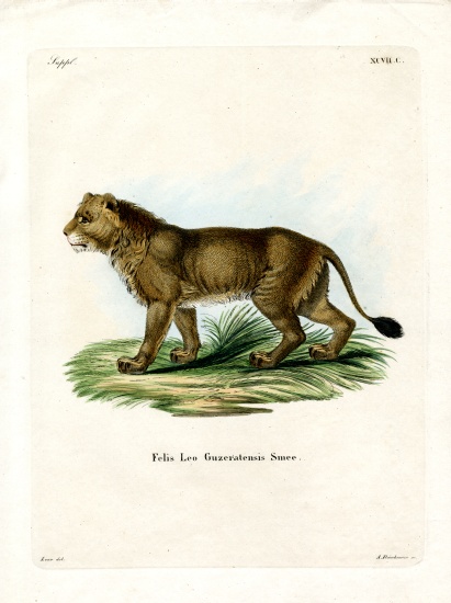 Indian Lion from German School, (19th century)