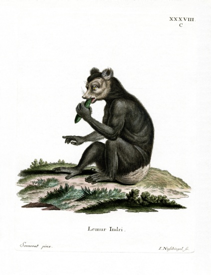 Indri from German School, (19th century)