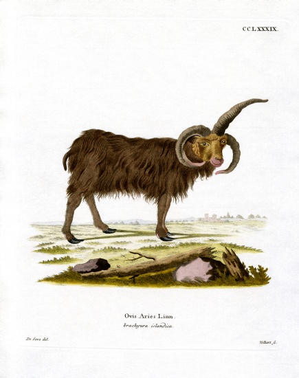 Jacob Sheep from German School, (19th century)