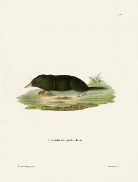 Japanese Shrew Mole