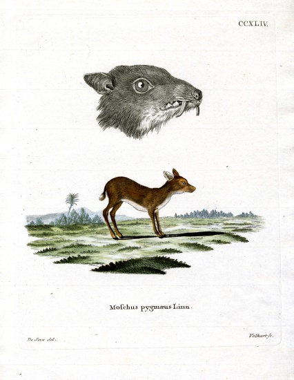 Java Mouse-Deer from German School, (19th century)