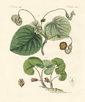 Kinds of aristolochia plants