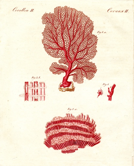 Kinds of corals from German School, (19th century)