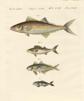 Kinds of mackerel