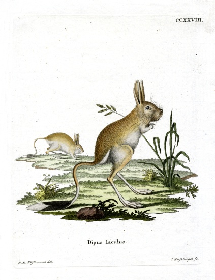 Lesser Egyptian Jerboa from German School, (19th century)