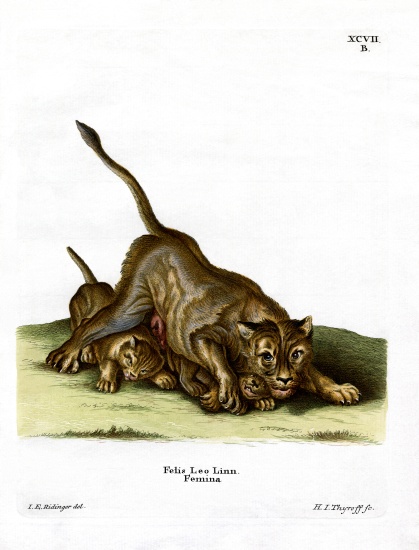 Lioness from German School, (19th century)