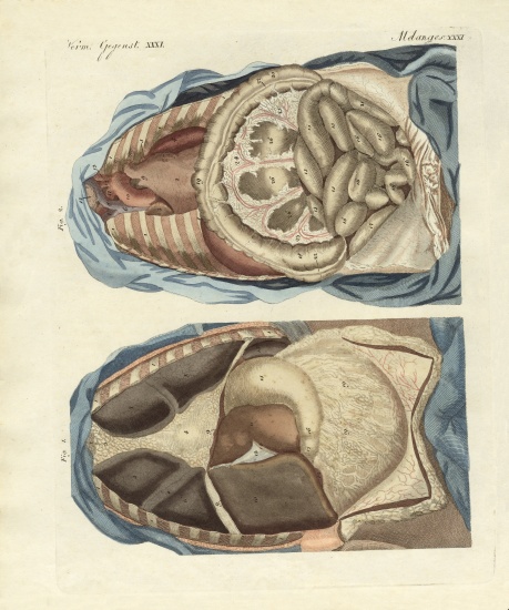 Location of intestines in the human body from German School, (19th century)