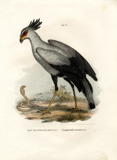 Long-legged Raptorial Bird from German School, (19th century)