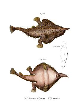 Longnose Batfish