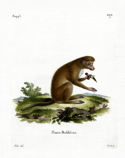 Macaque from German School, (19th century)