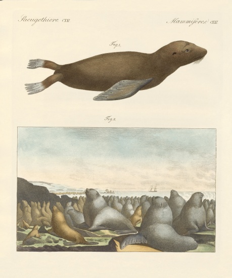Mammals from German School, (19th century)