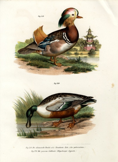 Mandarin Duck from German School, (19th century)