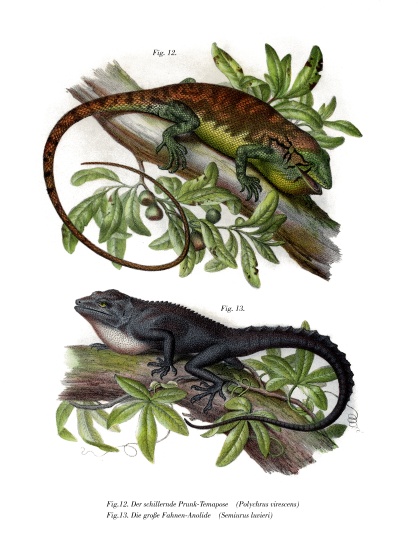Many-colored Bush Anole from German School, (19th century)