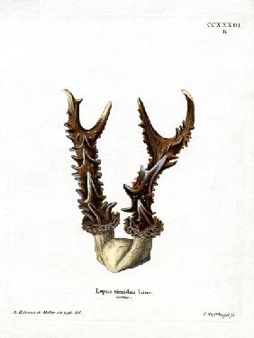 Maountain Hare Antlers