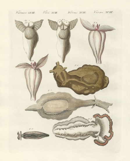 Molluscs from German School, (19th century)