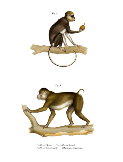 Mona Monkey from German School, (19th century)