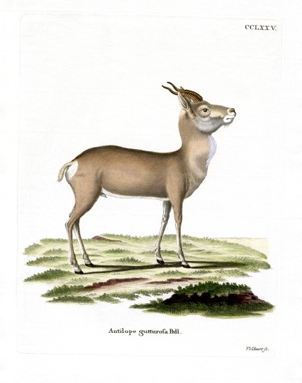 Mongolian Gazelle from German School, (19th century)