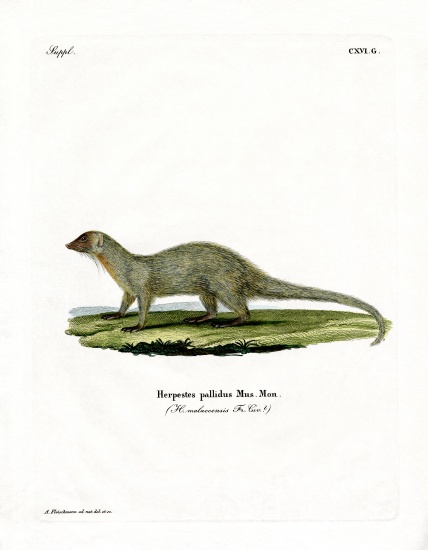 Mongoose from German School, (19th century)