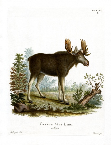 Moose from German School, (19th century)