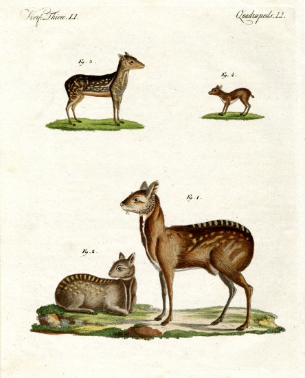 Musk animals from German School, (19th century)