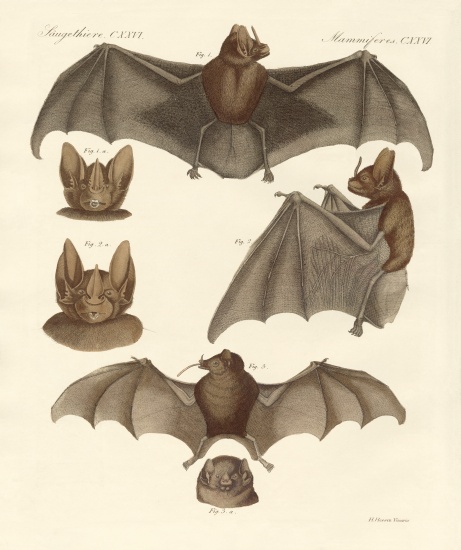 New bats from German School, (19th century)