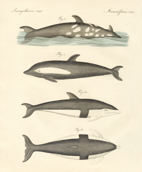 New dolphins from German School, (19th century)
