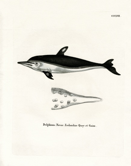 New Zealand Dolphin from German School, (19th century)